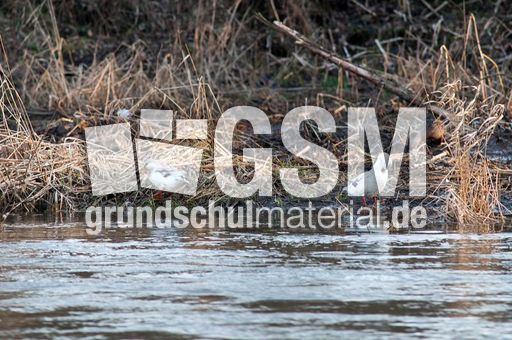 Pekingente (3 von 3).jpg